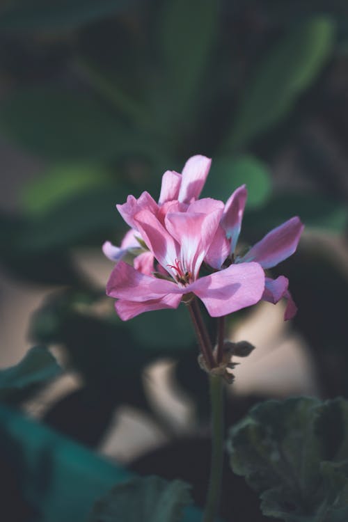 Delicate blossoming pink geranium flower on thin stalk among blurred leaves at daylight