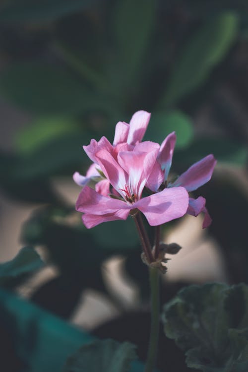 Δωρεάν στοκ φωτογραφιών με pelargonium, ανάπτυξη, ανθίζω