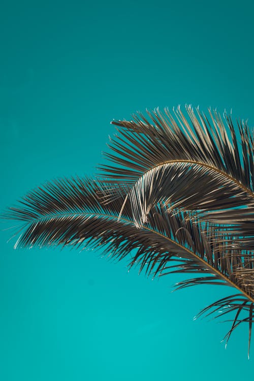 Palm branches growing against cloudless sky