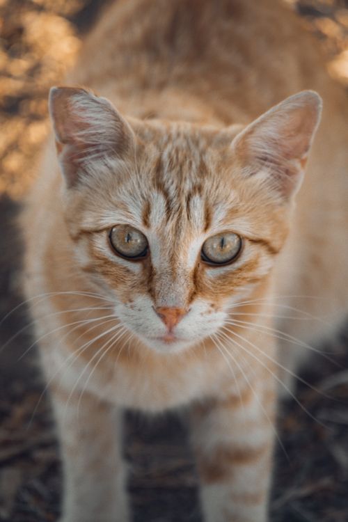Free High angle of attentive cat with soft fur and long whiskers standing on ground Stock Photo