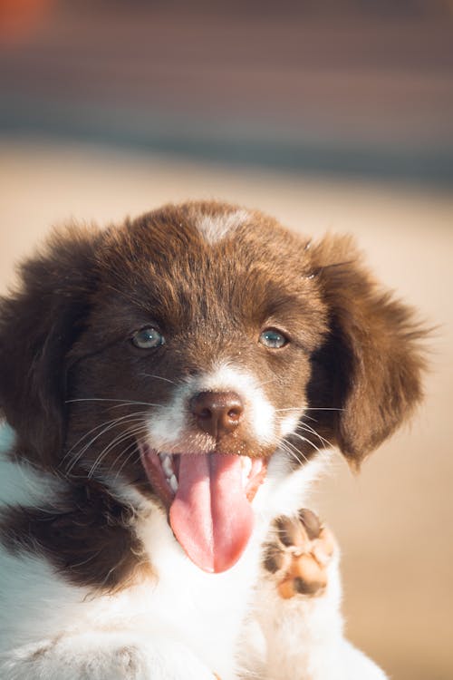 Funny muzzle of Border Collie puppy with opened mouth and tongue out showing paw