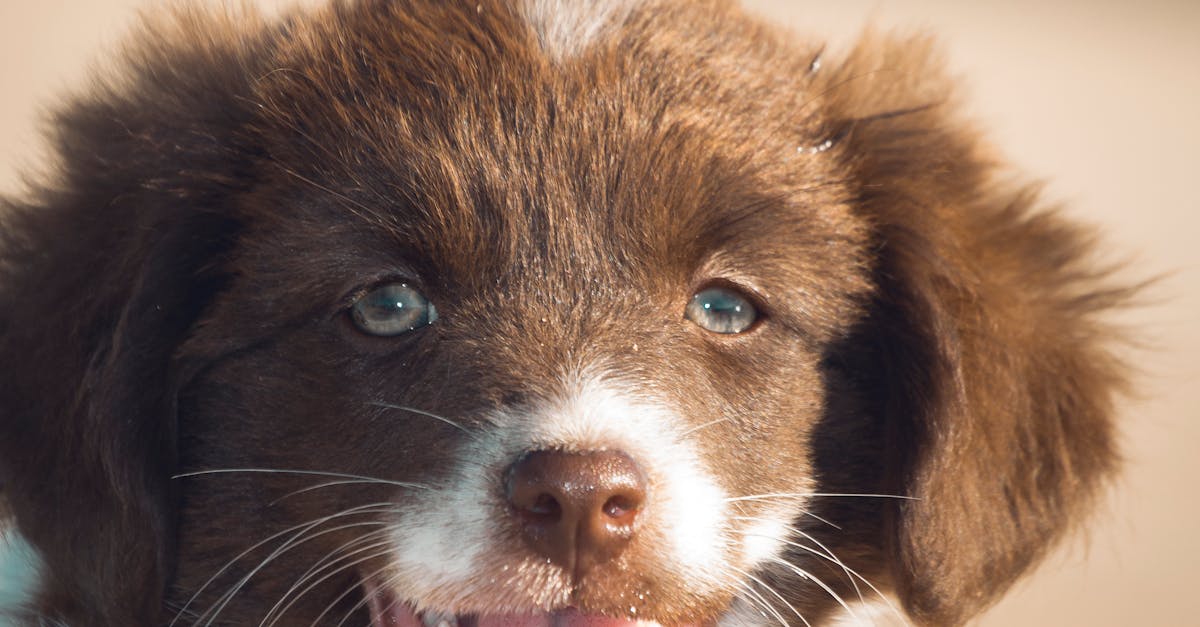 Funny muzzle of Border Collie puppy with opened mouth and tongue out showing paw
