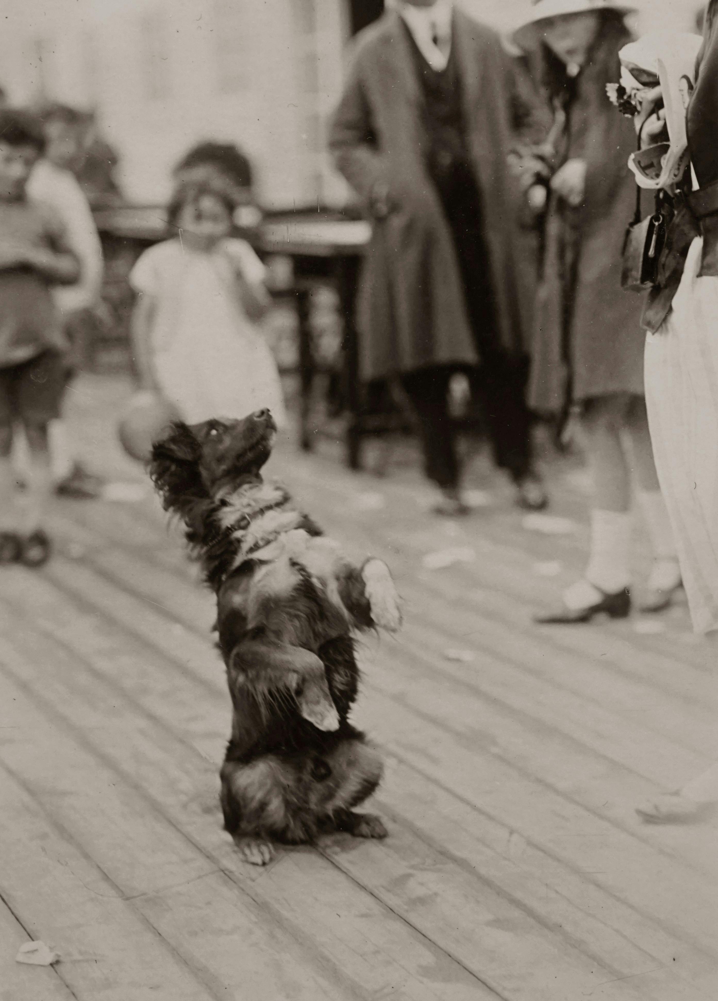 A heartwarming vintage scene of a performing dog on a street surrounded by people, captured in grayscale.