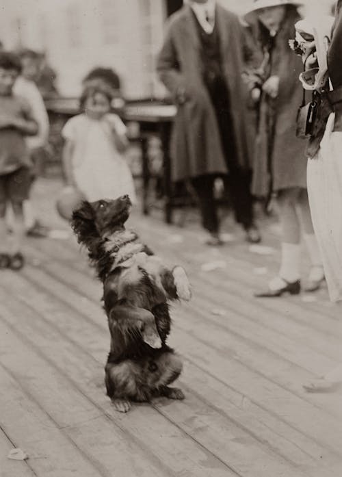 Grayscale Photo of Dog Performing A Trick with People Watching