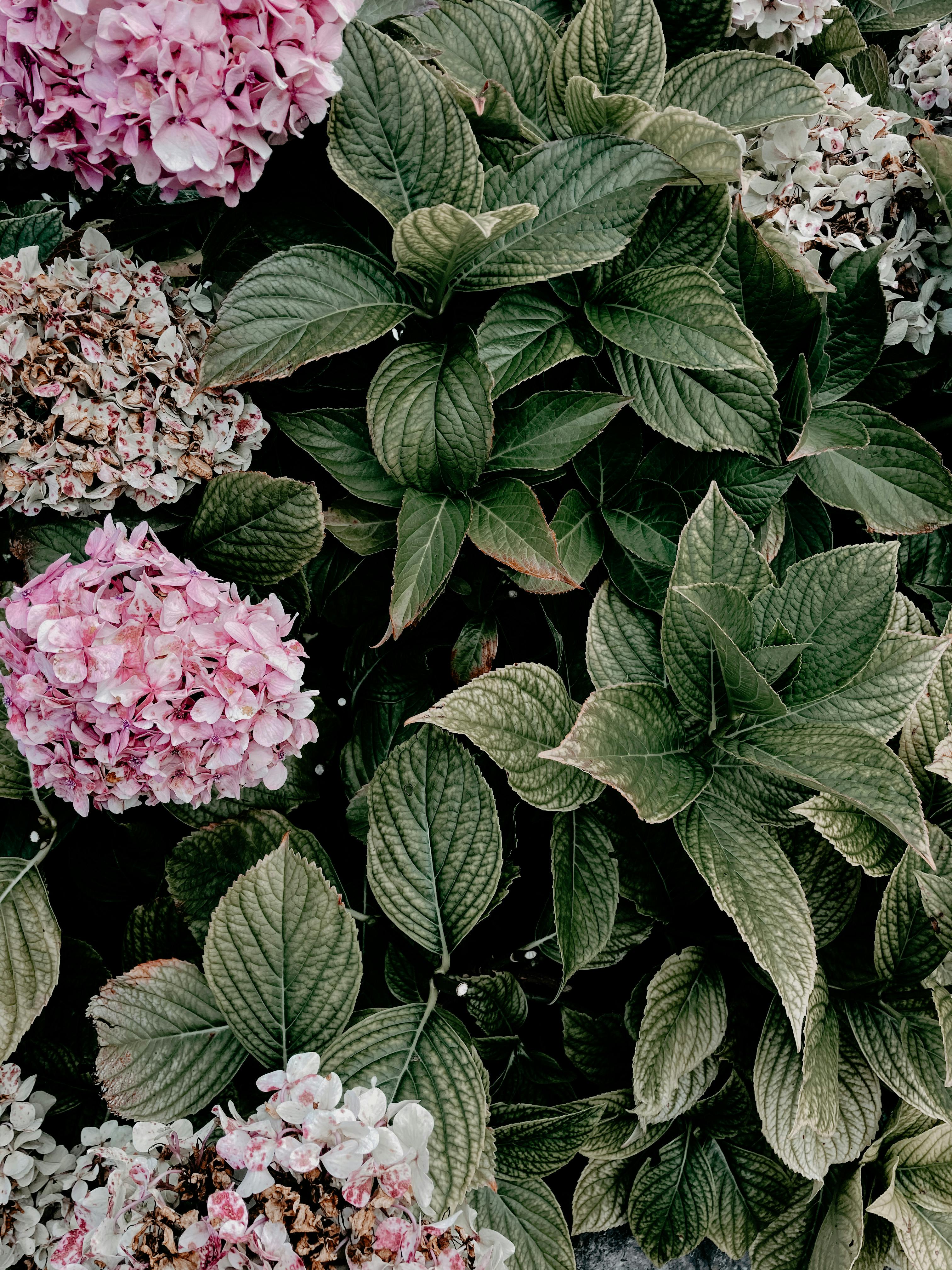 Overhead view of dark green leaf blades surrounded by delicate pink flowers in garden in daylight