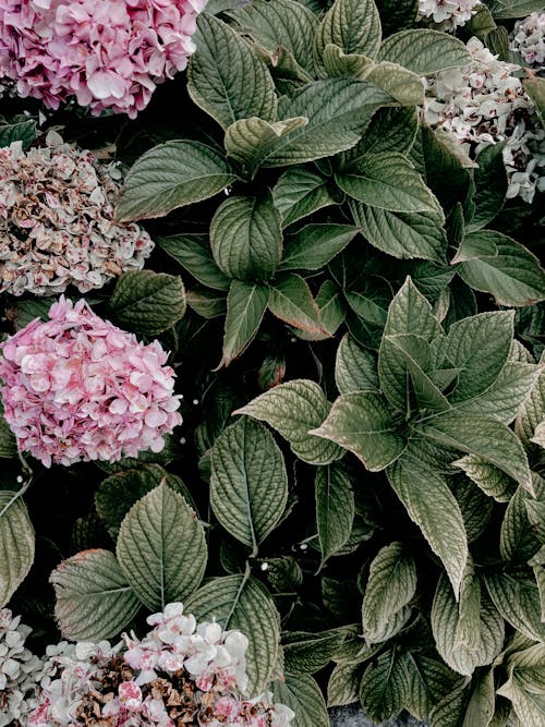 Flowers surrounded by leaves in park