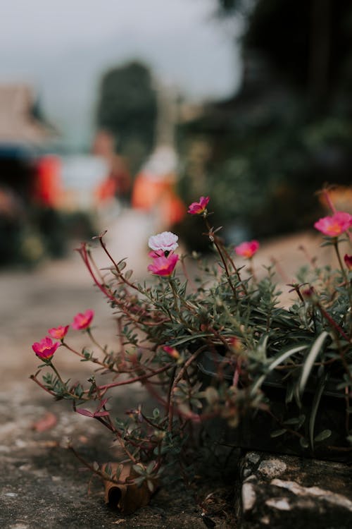 Free Blooming Moss-rose Purslane  Stock Photo