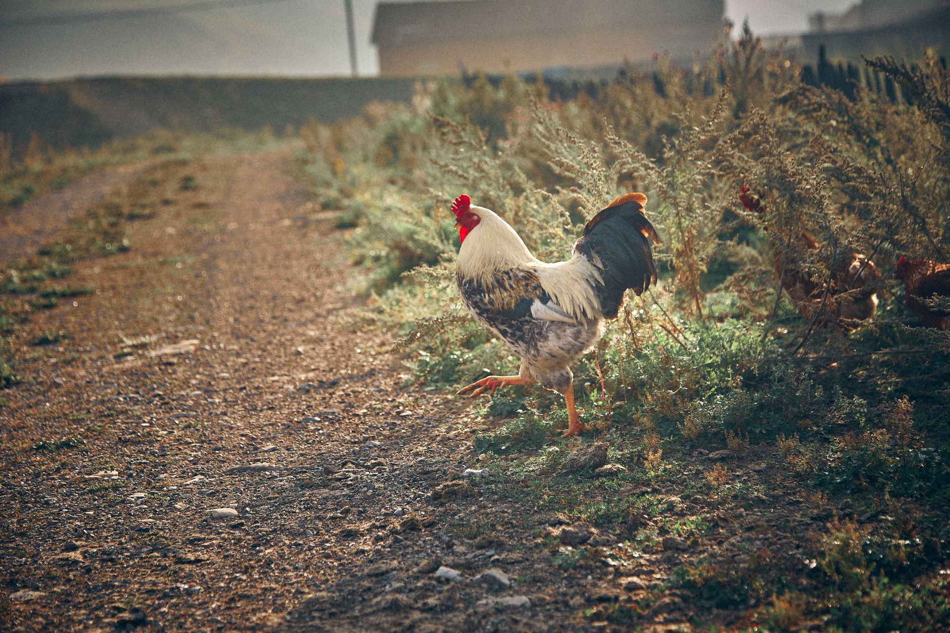 A proud rooster walks confidently across a rural dirt road on a farm under gentle daylight.