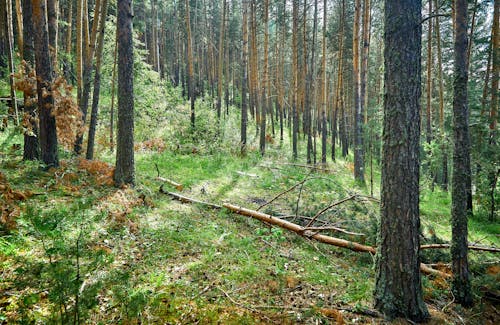 Foto stok gratis alam, batang pohon, bukit