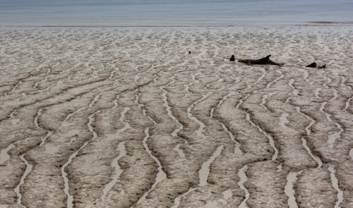 Безкоштовне стокове фото на тему «берег моря, вода, грязь»