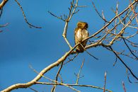 Brown Bird on Brown Tree Branch