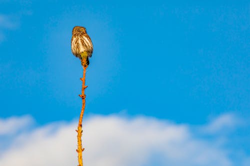 Free Owl Perched on a Branch Stock Photo