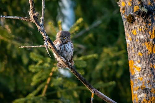 Owl Perched on Branch