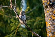Brown Owl Perched on Brown Tree Branch