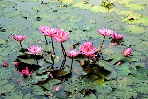 Pink Lotus Flowers and Lily Pads