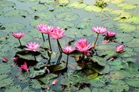 Pink Lotus Flower on Water