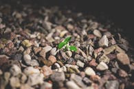 从岩石地面上生长的小型绿色植物，象征着韧性与成长