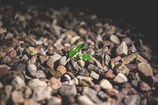 从岩石地面上生长的小型绿色植物，象征着韧性与成长