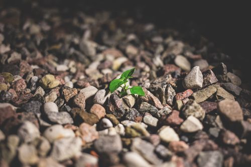 Free A small green plant emerging from a rocky ground, symbolizing resilience and growth. Stock Photo