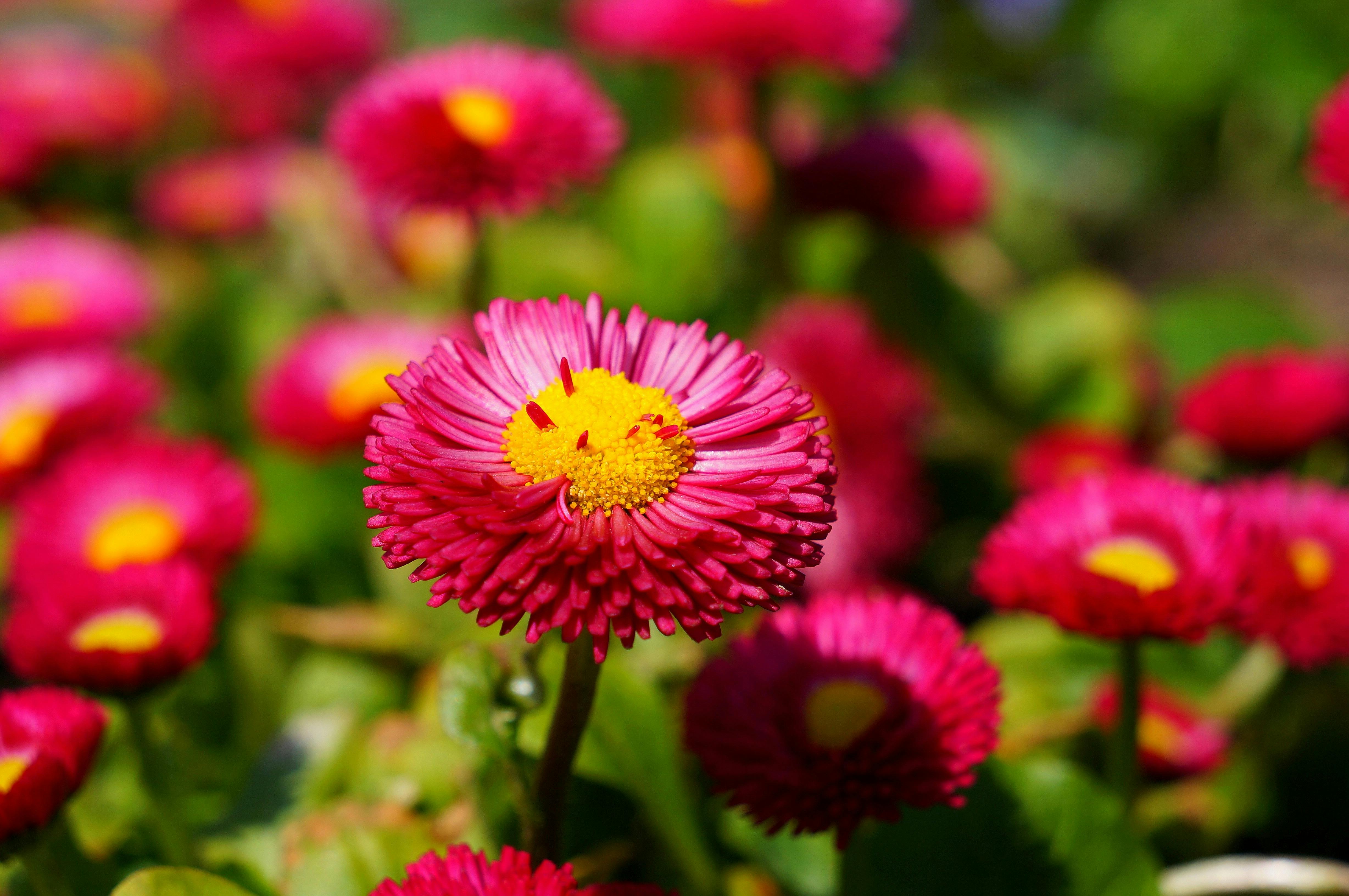Pink and Yellow Flower · Free Stock Photo