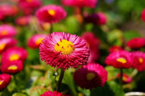 Gratis Bunga Merah Muda Dan Kuning Foto Stok