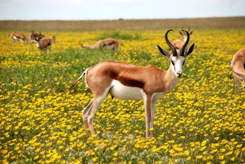 Free Antelopes on Green Field Stock Photo