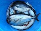 各种新鲜捕捞的鱼陈列在蓝色水桶中，充满活力地展示着海鲜的新鲜度