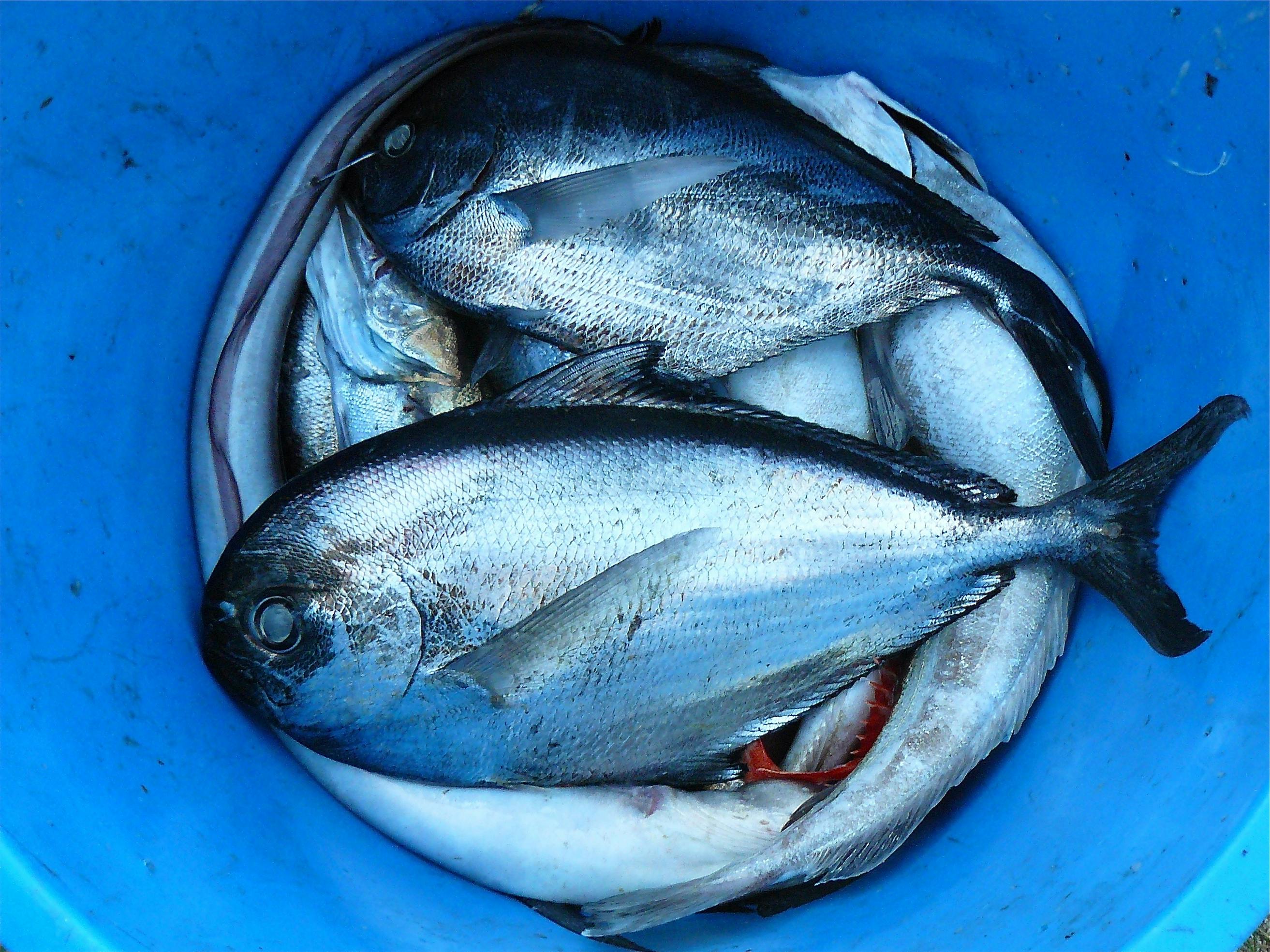 藍色塑料容器中的銀色和黑色魚 免費圖庫相片
