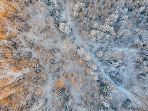 Luchtfotografie Van Bomen