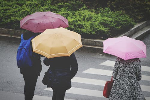 People Holding Umbrellas Walking on Pedestrian Lane