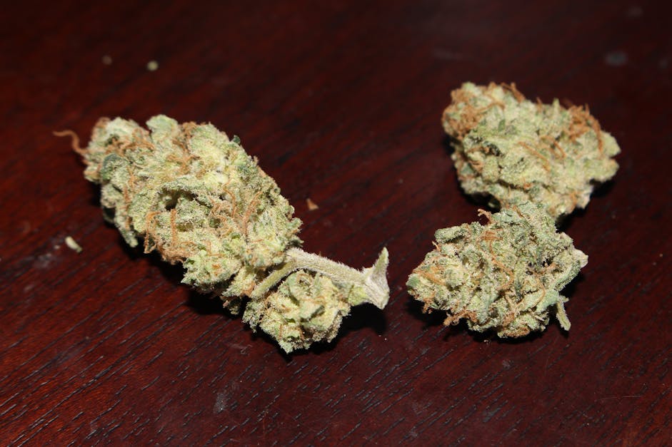 Free stock photo of 420, 710, cannabis