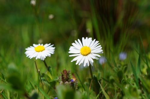 Free Bright daisies bloom amongst lush greenery in a sunlit meadow, showcasing nature's beauty. Stock Photo