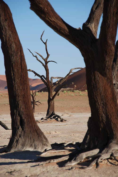 Arbre Brun Près Du Désert Pendant La Journée