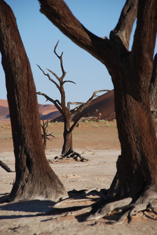 Gratis Brown Tree Near Desert Selama Siang Hari Foto Stok
