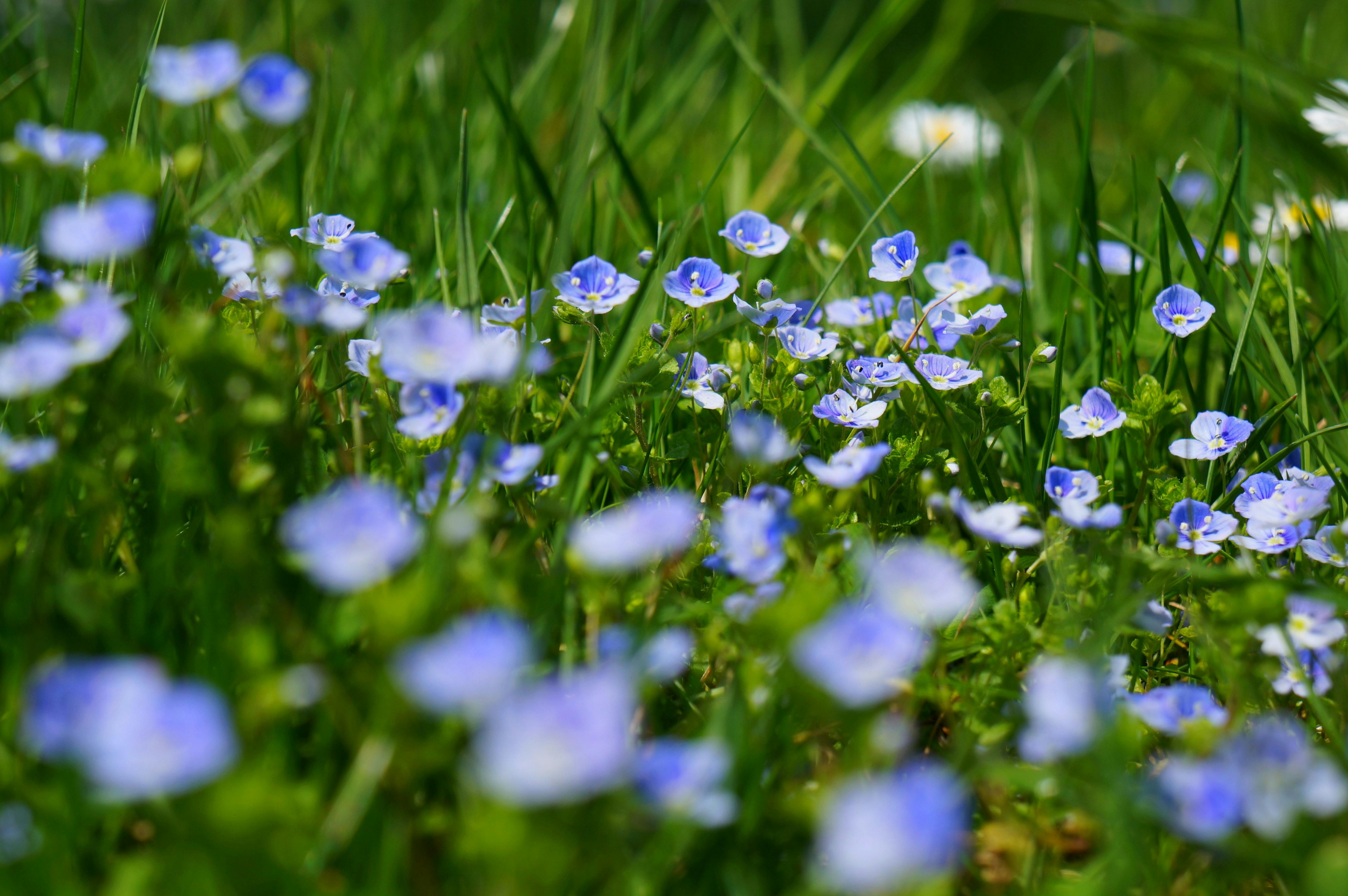 157,568 Wildflower Stock Photos, High-Res Pictures, and Images - Getty  Images