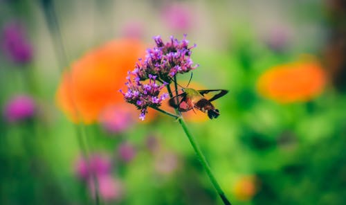 Black hemaris diffinis moth flying near delicate violet flower in lush blooming nature