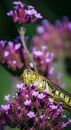 Grasshopper sitting on lush purple flower