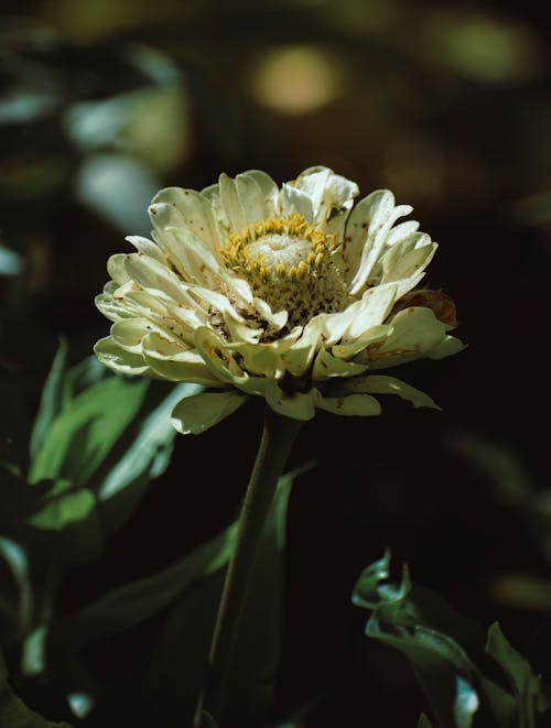 Free Delicate white zinnia flower blooming on green meadow in sunny summer garden Stock Photo