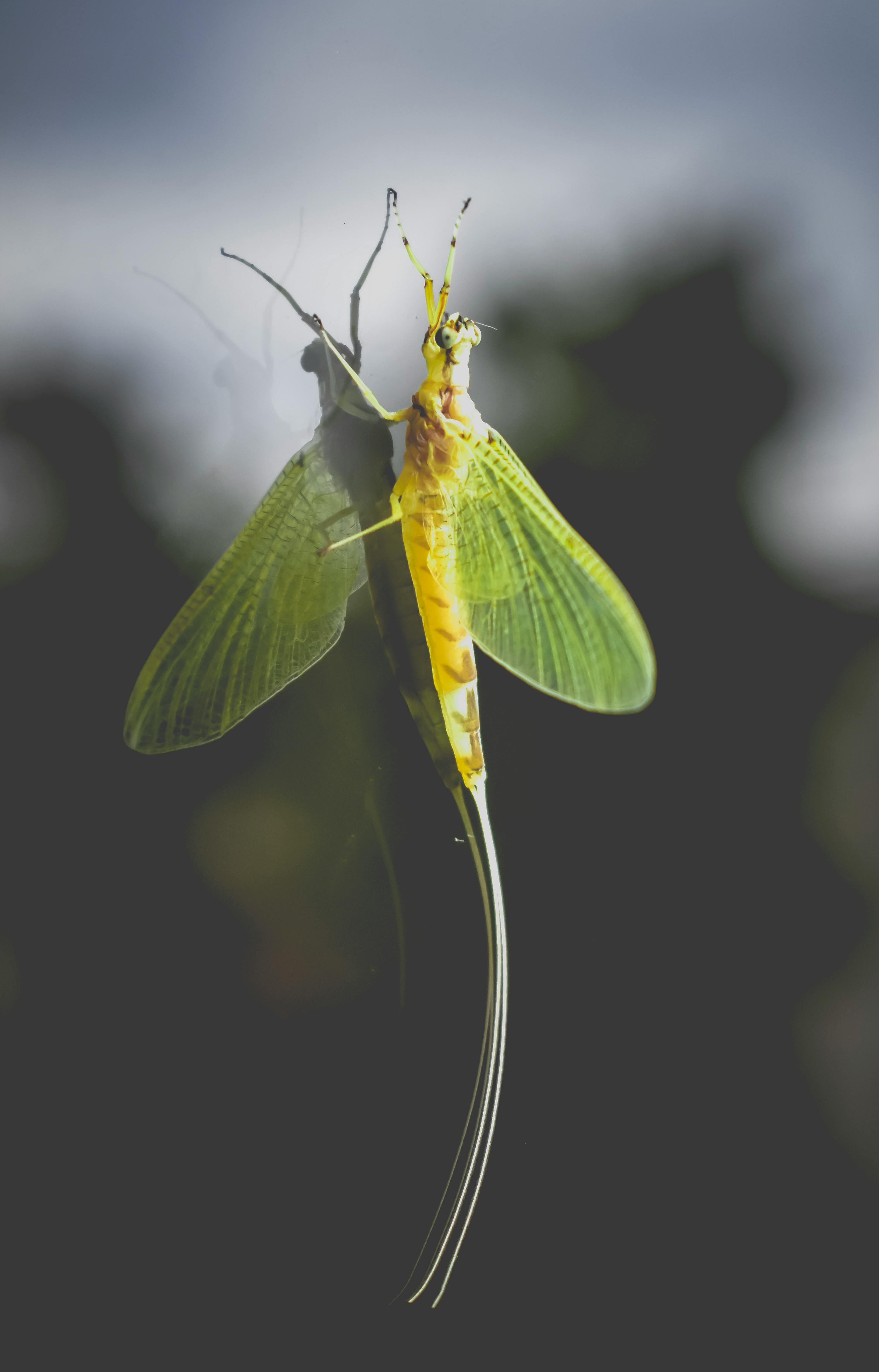 green mayfly sitting on glass wall