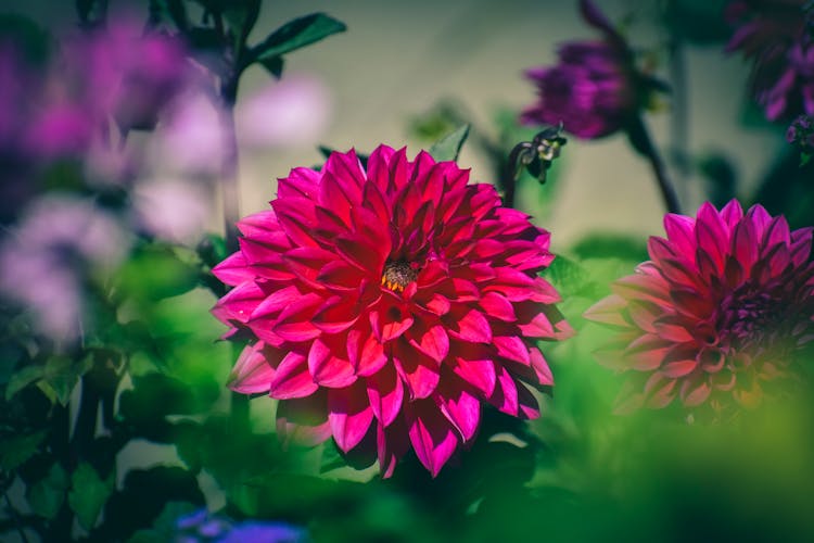 Bright Pink Dahlia Flower Blossoming In Garden