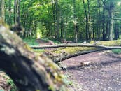 郁郁葱葱的绿色植物和覆盖着苔藓的倒下的树包围着平静的森林小路