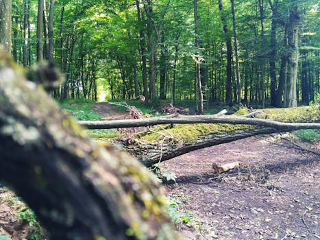 郁郁葱葱的绿色植物和覆盖着苔藓的倒下的树包围着平静的森林小路