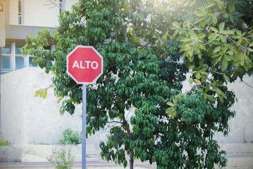 멕시코 정류장, 스페인어로 정지 신호, 알토의 무료 스톡 사진