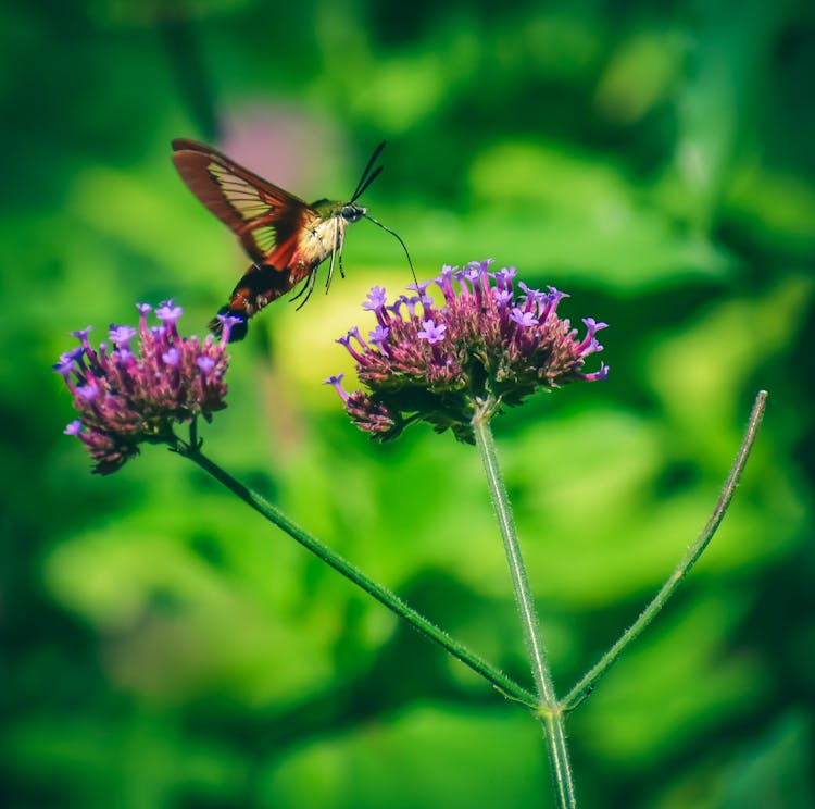 Hummingbird Moth Drinking Nectar From Purple Flower In Garden