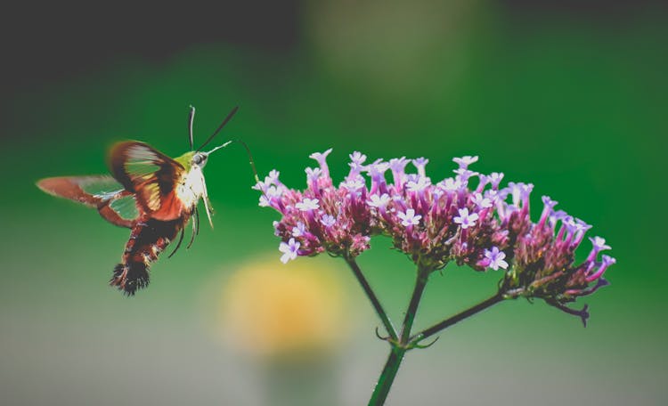 Hummingbird Moth Collecting Pollen From Violet Flower