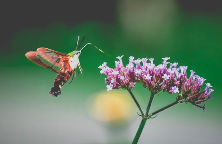 Hummingbird Moth Collecting Sweet Pollen From Purple Flower