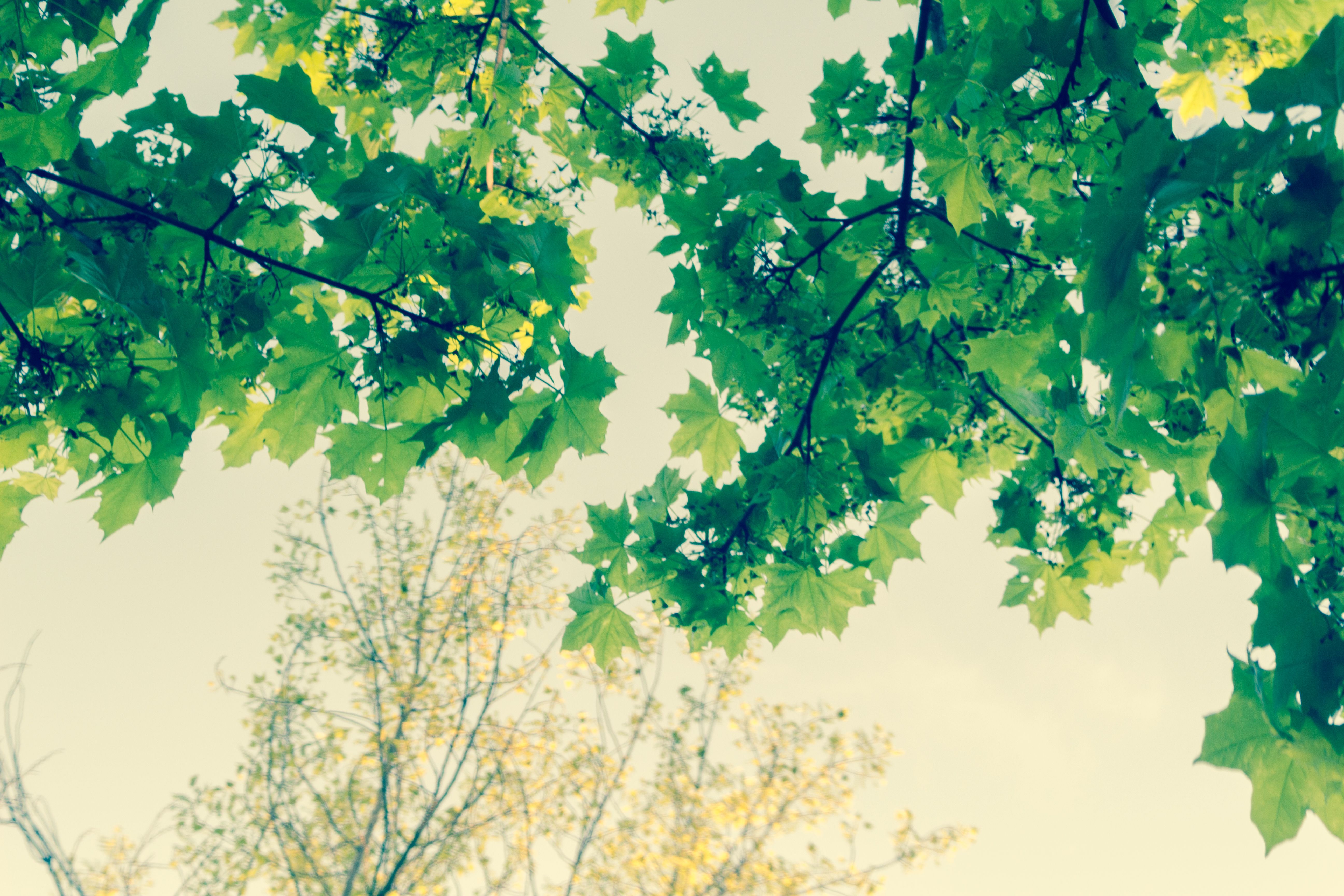 Free stock photo of beautiful, beauty, green