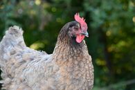 White and Brown Hen in Tilt Shift Lens