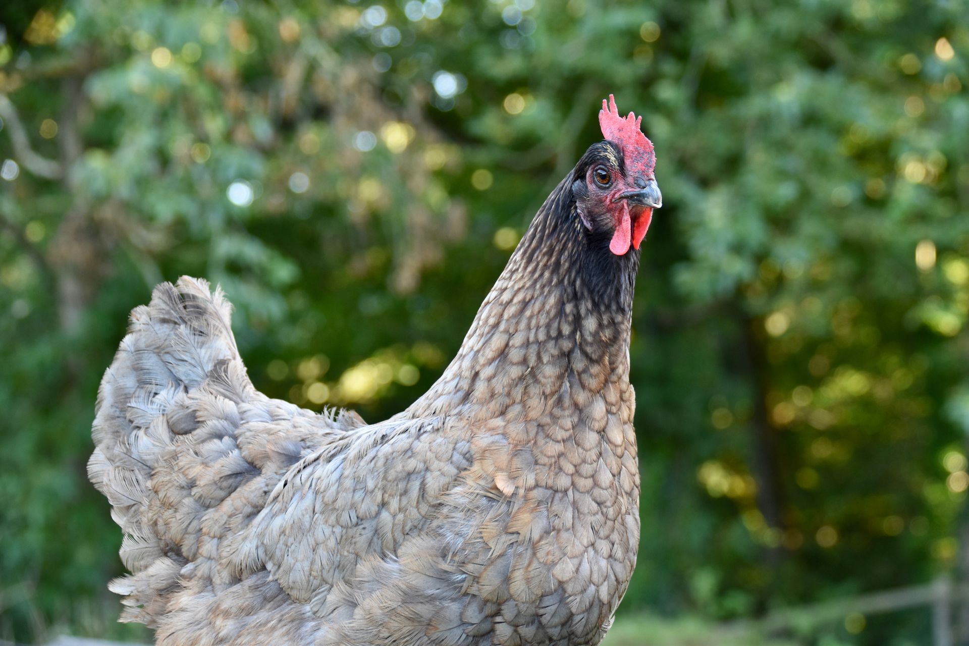Detailed portrait of a hen with blurred green background, showcasing feathers and red comb.