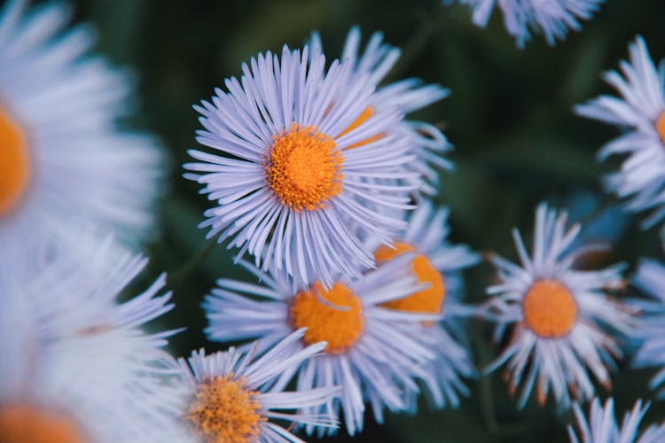 White Aster Flowers In Bloom